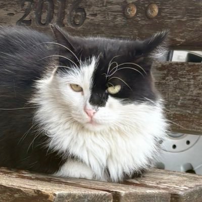 kaptanpasa2025's profile image