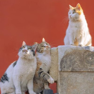 boubou59480's profile picture. - 🕊️ Ever-evolving spirit | Sharing my journey of resilience | In a world where you can be anything, be kind. 🌻💞