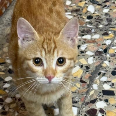 mecathere's profile picture. mewo