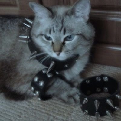 PuellaMagiAri's profile picture. Ela/elu or she/they • nb, psicanalista em formação e 'dj' • ally 4eva ♡