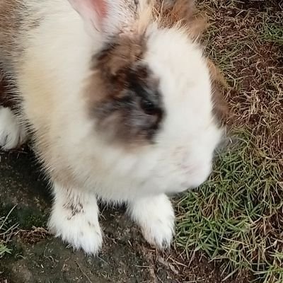 Kusanagi_id's profile picture. 