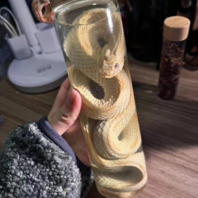 TinaMatthege's profile picture. 星空好き🌌｜夜風が友達🌙｜静かな世界が心地いい✨
実は蛇が好き🐍
静かで神秘的なところに惹かれます。
未来はもっと綺麗に輝く気がする。