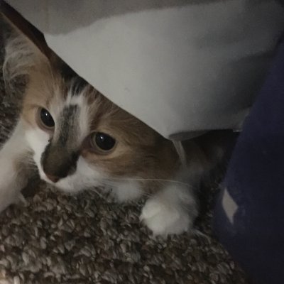 SilvyKuii's profile picture. 