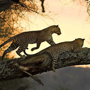 Visit our blog to discover what to things you should know before traveling to Africa.