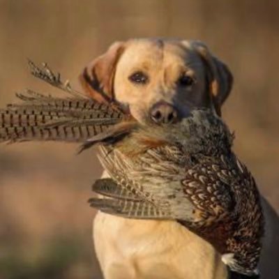 AuswegJustus's profile picture. 