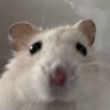 goljwi172238's profile picture. 흑사병콜렉터