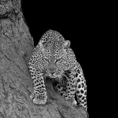 lnvcI's profile picture. 