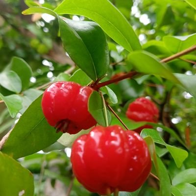 sugiarto250875's profile picture. 