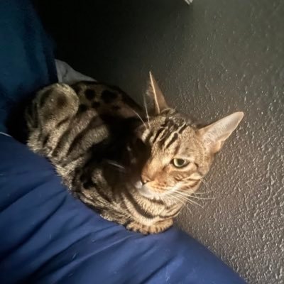 seal9852's profile picture. 