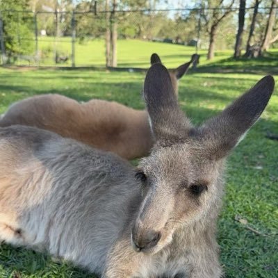 YuepengQinnkrd's profile picture. 