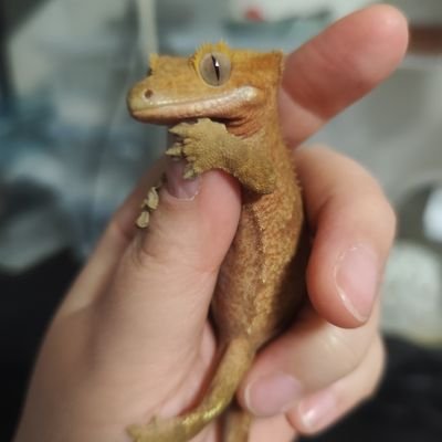 jx1NUMCA3p57797's profile picture. 旧アカウント暦です*.ˬ.))
心機一転アカウント変えました。
フォローしていくので皆様またよろしくお願いします。
無言フォローになってしまいますが失礼します*.ˬ.))