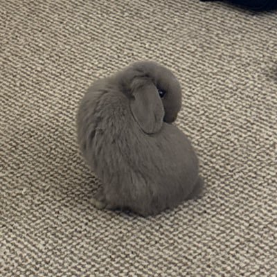 complex_oasis86's profile picture. Building for the globally mobile.