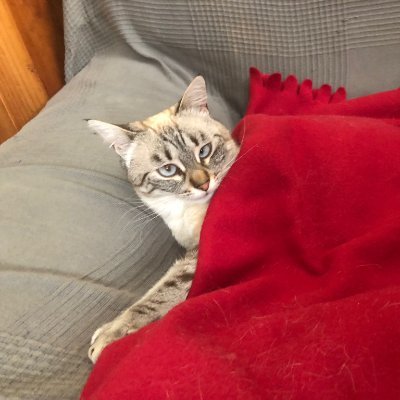 elChopeador's profile picture. Hago unos macarrones decentes