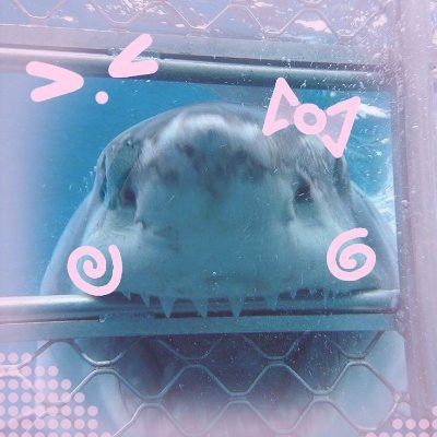 aqpcl's profile picture. i'm a pretty princess and if you say other wise, i'll eat your face