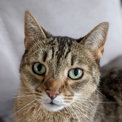 catwhosmith's profile picture. 