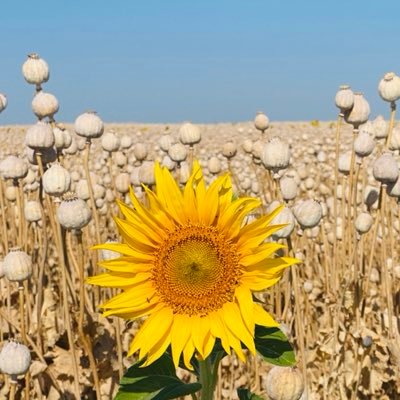 GlaBonBon's profile picture. 