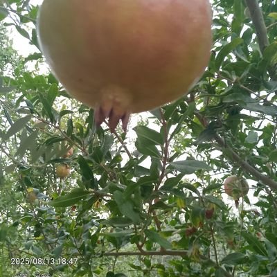 Mongi1840228's profile picture. 