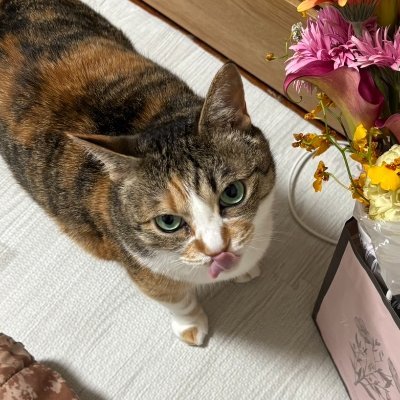 ice_taiga517's profile picture. 