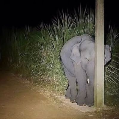 Chaoscurator09's profile picture. 