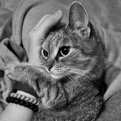 BzickOff's profile picture. резервний @dobrazlapani 
реанімований старий @karoDnepr
Звіти в закріпленному треді

PayPal karo237dnepr@gmail.com