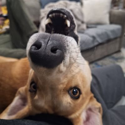 YoseFuDaily's profile picture. Miu Iruma kinnie run by @WonderfulYoseFu