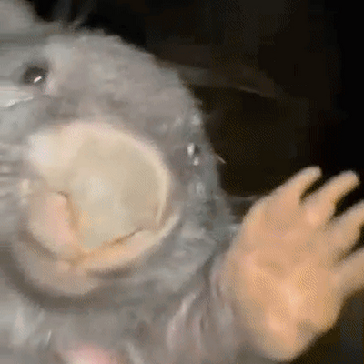 noex_el's profile picture. 