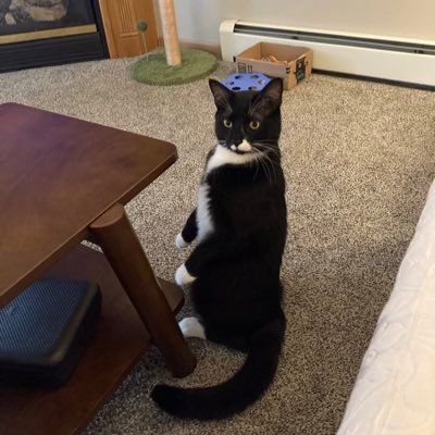 gin84131's profile picture. Ultra MAGA Trump supporter since he came down the escalator. True Patriot who loves her Country.  DO NOT DM ME