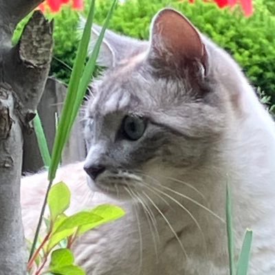 cafeee3py's profile picture. 最近はもっぱら魚とか生き物