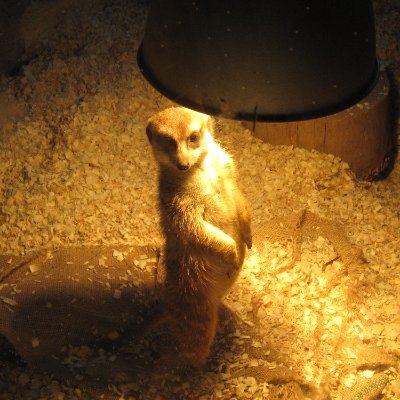 _Aka_Tombo's profile picture. Evolutionary Biology | AI worker
View my research at https://t.co/qKFimccbhp