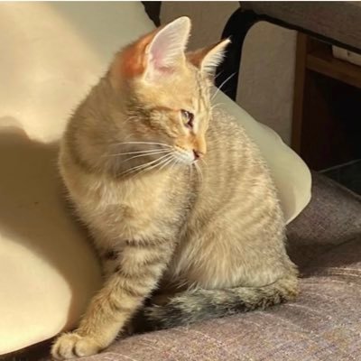 ishizukisan12's profile picture. 石沼2年生。パール、蛍光、アンラブが大好き！石に関係ないことも呟くよ。いいなと思った投稿は無言いいねしがちです……！仲良くして下さいませ🙌無言フォロー失礼します🙇‍♀️メンタル激弱なので苦手な方はご注意ください。独学にてFP技能士取得。#石沼民と繋がりたい