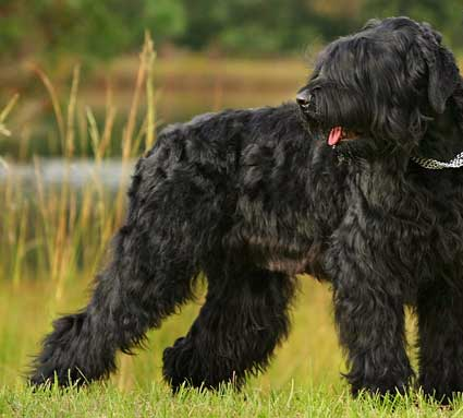 ZakePaynedoggy's profile picture. woof. my owner paynazzz is top. #zorris #1Dpet #Dreamer #NutellaEnthusiast