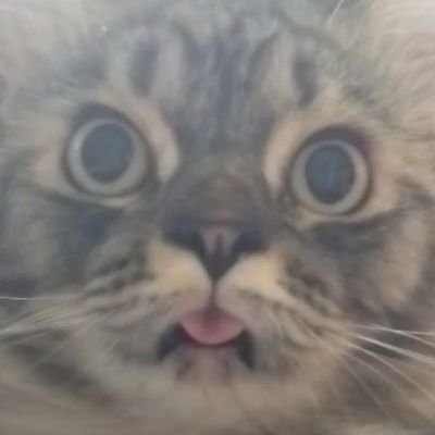 ppntrtekan's profile picture. Dulunya Artacc (my new artacc @piepinn). Ini akun gak waras. Ini akun jualan knalpot goreng tepung