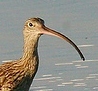 MartinCurlew's profile picture. Past President Founder Member Illawarra Birders Inc