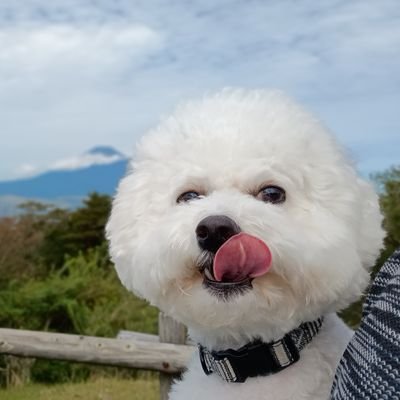 makat1056's profile picture. 天真爛漫娘てんはビション2024年7月に13歳でお空へ🌈😭　あまったれ末娘りんはちょっとクリームなビション2024年8月27日生まれ🎂長年やっていたトリマーを２年前に卒業
