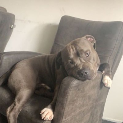 KnottyPhil29703's profile picture. Best knotty zoo contents on Telegram 
Join now to access exclusive doggo contents 
https://t.co/yWXCvGkvSG