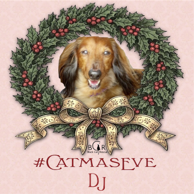Skye613's profile picture. GetALong Dachshund Rescue, Pet Partner Therapy Team, Shelter vol, READ and hospice team. #PA #nipclub #FBJam #TheAviators