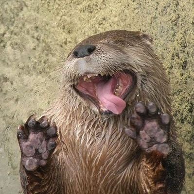 AD0tter's profile picture. 🦦Wow, you've found my alt account🦦No minors🔞🦦Main account:  @Jaben0tter