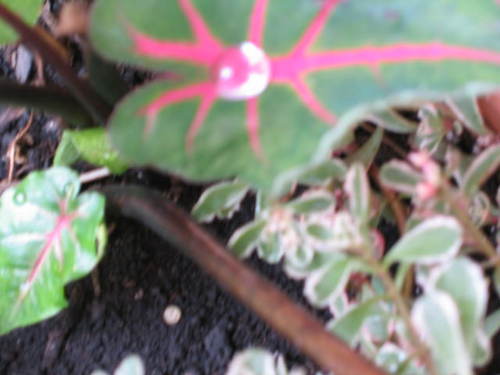 HomeGardener's profile picture. Urban Gardener. I dream flowers and veggies.