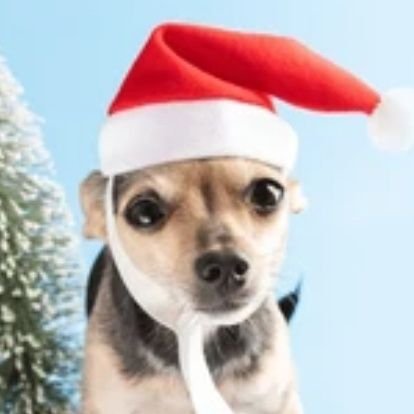 SolomeoCauchos's profile picture. 