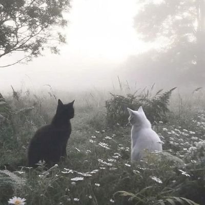 P0is0nx_x's profile picture. °3d twt°
°bmi. 19.4°
°w. 55.5kg°
°gw. 49kg° (5teen)