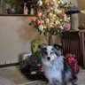 BilsDeb's profile picture. I'm a 8 y/o female mini Aussie.  I was adopted on 10/30/2019, and they adore me.  My absolute favorite is chasing balls and snacks! 😋🐶