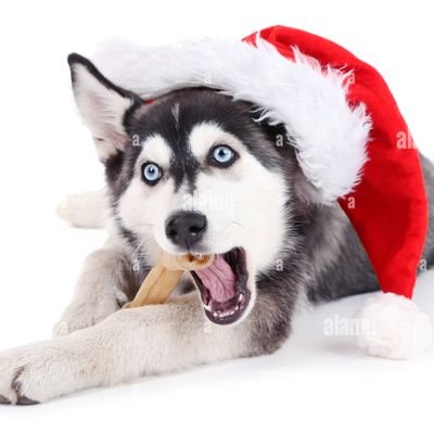 justalilhusky_'s profile picture. #1 varang fan