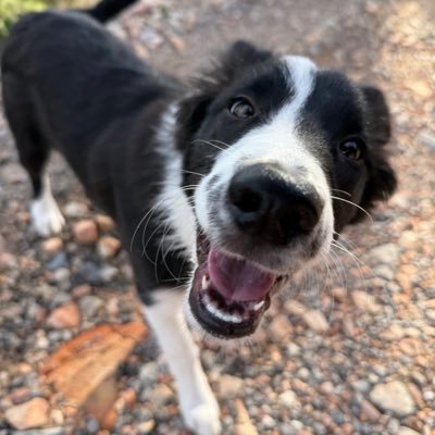 RaulGimnezLpez2's profile picture. País Valencià 💛♥️💛♥️💛♥️💛♥️💛