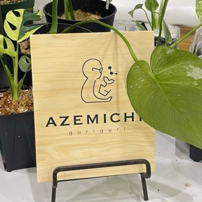 guri_ikimono's profile picture. アガベ、ビカク、アグラオネマ、モンステラ…  🌱珍奇植物Azemichi🌱