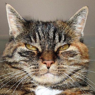 elasobi's profile picture. ✨ Fandom & Fan Art Account ✨
Tarot Reader @eltarocchi 🎴 Elder Millennial 💃 Married Catmom 🐈 Mostly Solo Gamer 🎮  LADS Zayne Girlie ❄️ VTuber Fan 神:🔅⛓