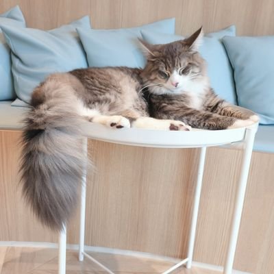 airi_bell's profile picture. むーんず6期🌙イエベ春×ブルベ夏/骨格ウェーブ/ソフエレ/💄コスメ系を中心にモニターしてます。インスタ中心に総レビュー件数2800件超。色んなものを試すのが好き✨