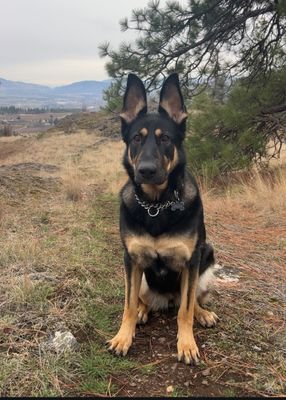 GarrettOuellet3's profile picture. A guy and his german shephard