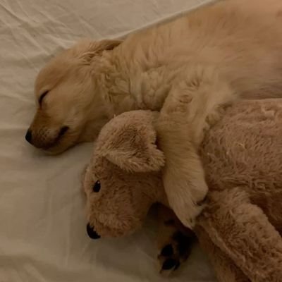 crusinemo's profile picture. 🐈🦋