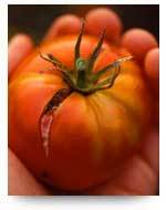 CentralCityCoop's profile picture. Houston's original organic co-op, growing locally since 2001!