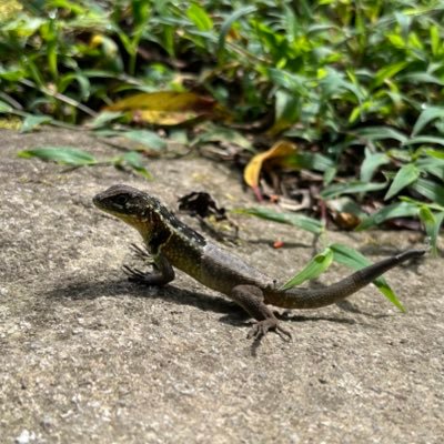 BetterCallJosu's profile picture. Fatalismo Inútil